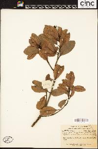 Buchanania microphylla image