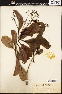 Image of Buchanania arborescens
