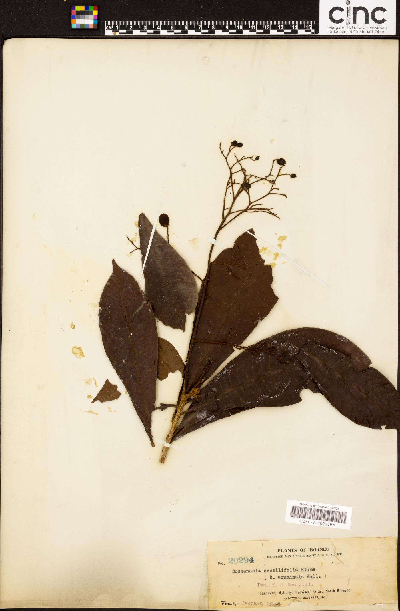 Buchanania sessilifolia image