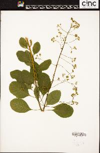 Cotinus coggygria image