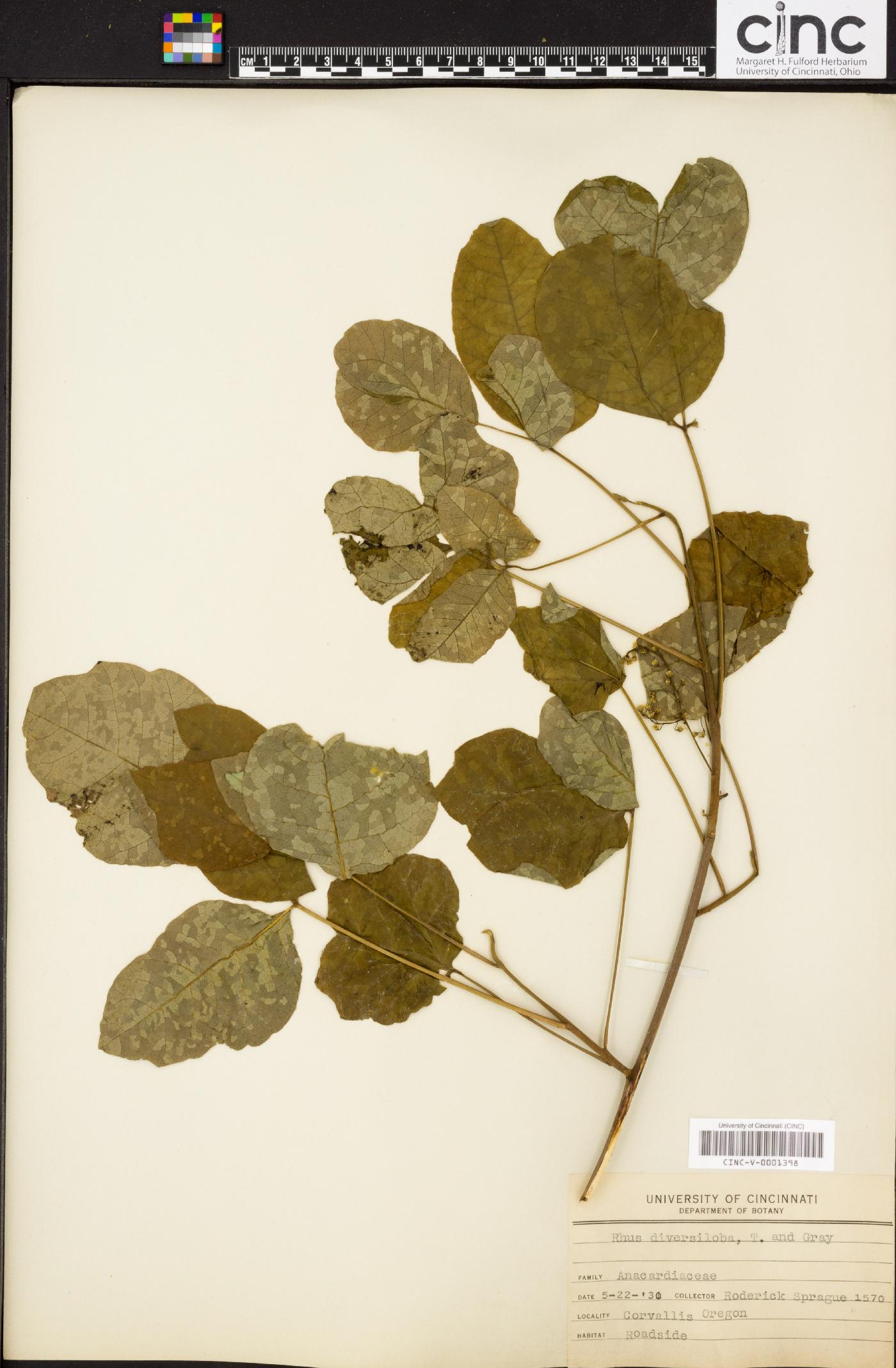 Toxicodendron diversilobum image