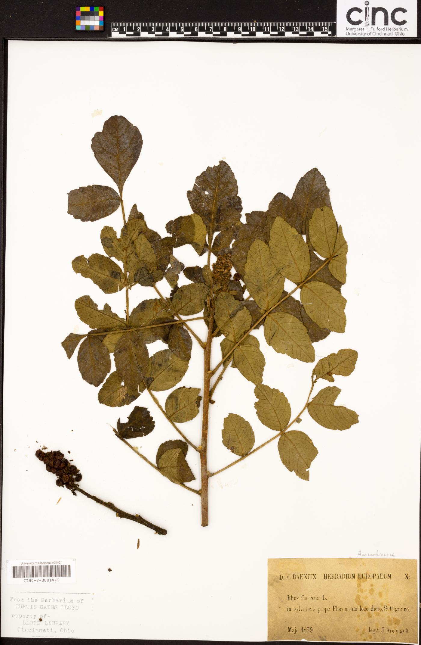Rhus coriaria image