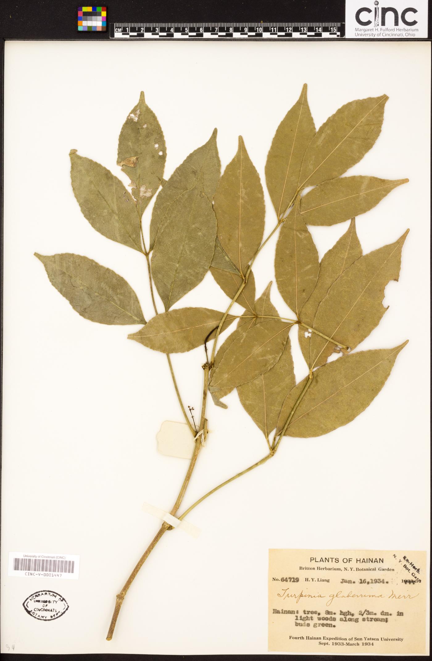Staphylea zanthoxyloides image