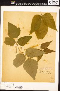 Toxicodendron pubescens image