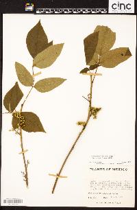 Toxicodendron radicans subsp. divaricatum image