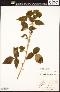 Toxicodendron radicans subsp. divaricatum image