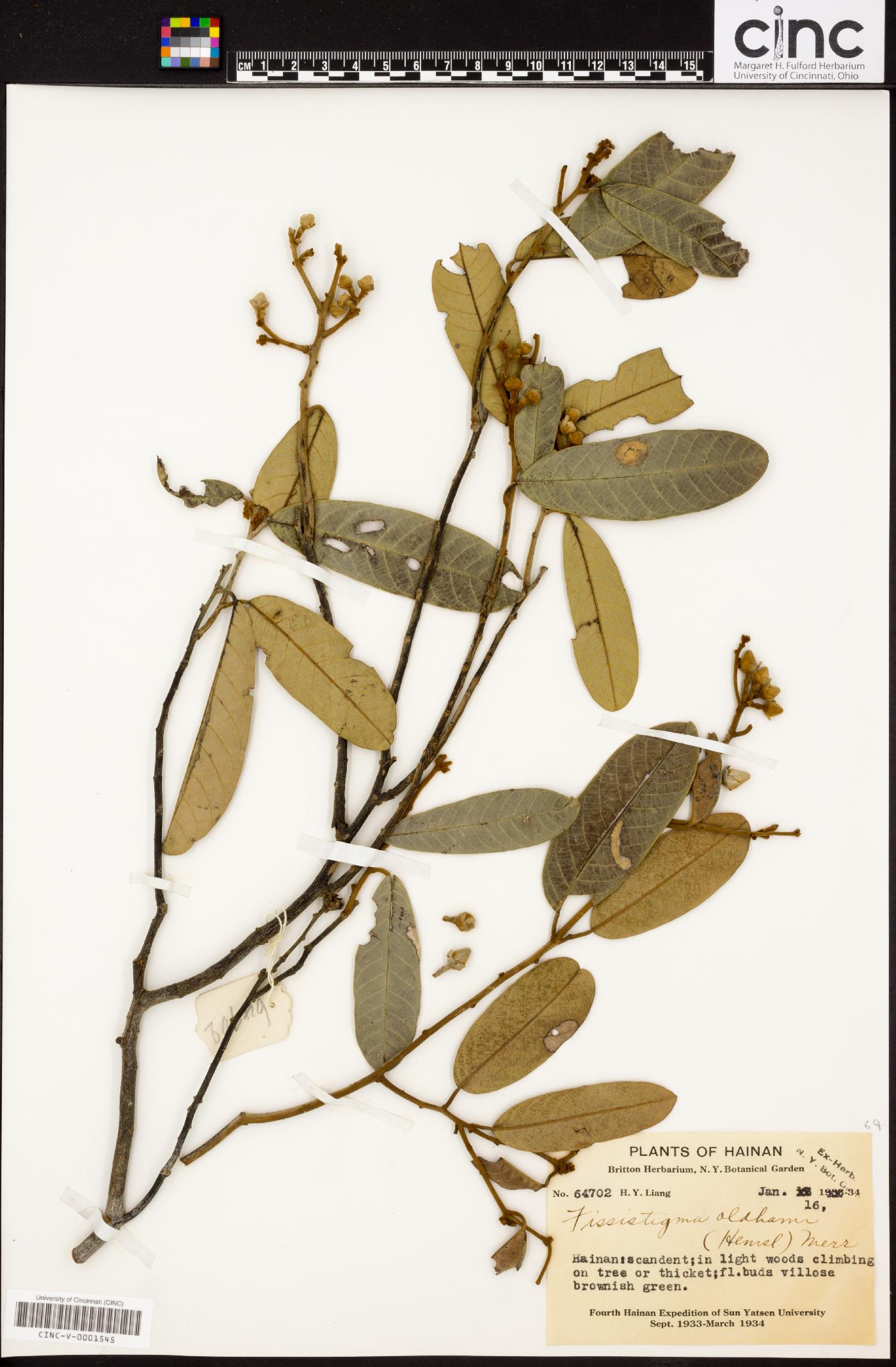Fissistigma oldhamii image