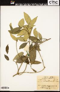 Alyxia sinensis image