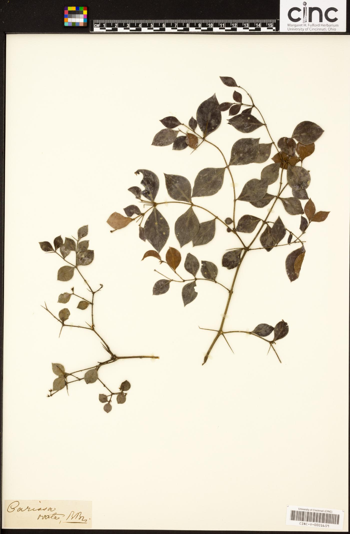 Carissa ovata image