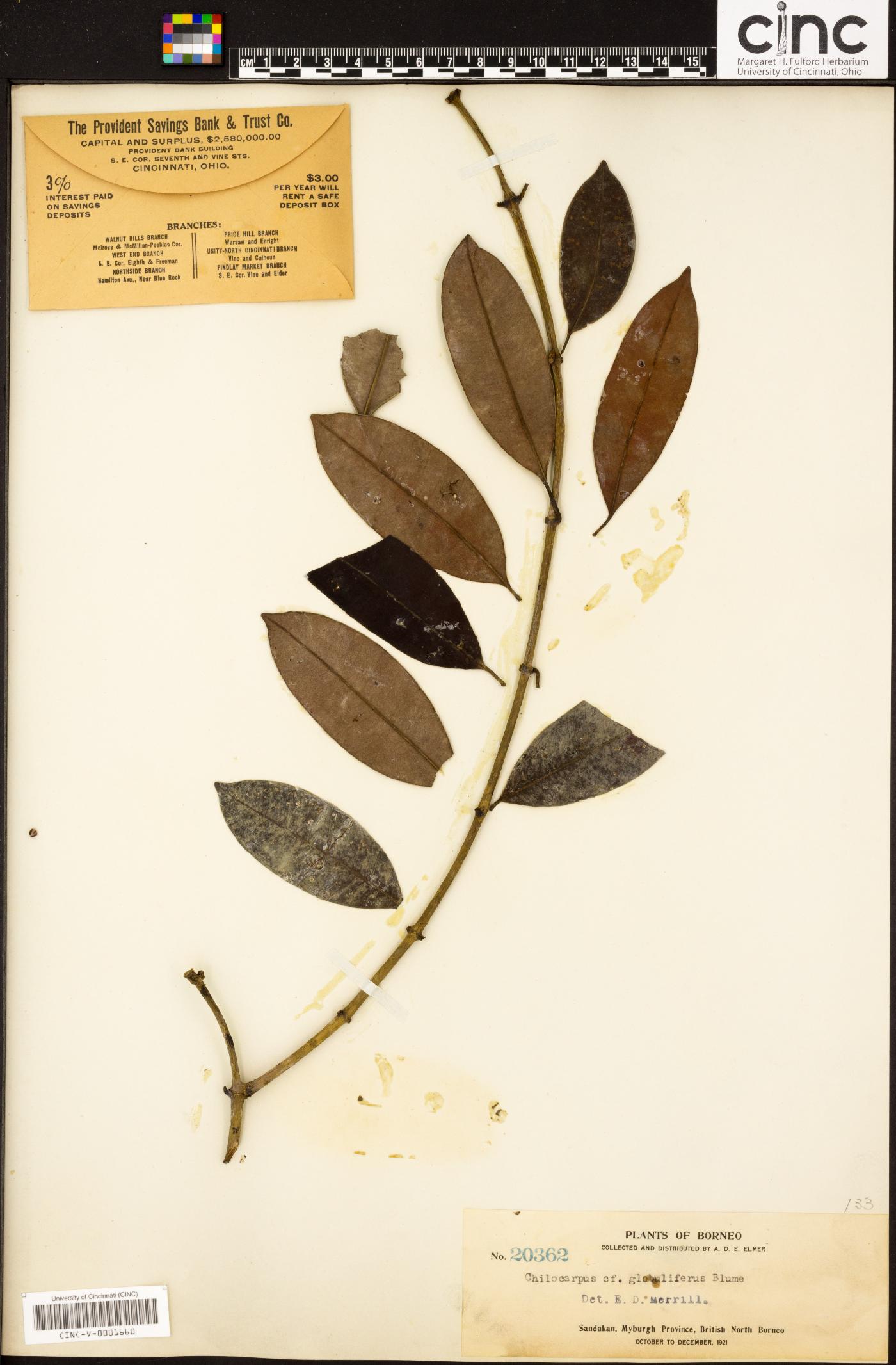 Chilocarpus vernicosus image