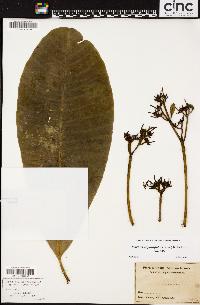 Ochrosia oppositifolia image