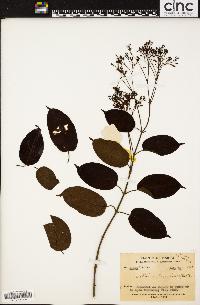 Pottsia laxiflora image