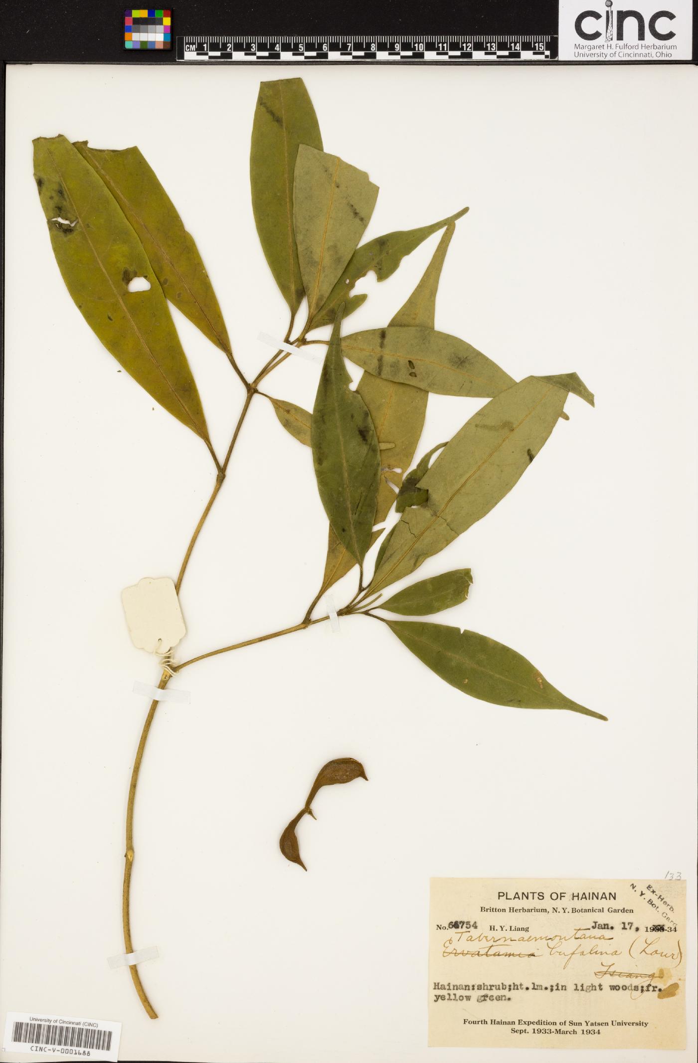 Tabernaemontana bufalina image