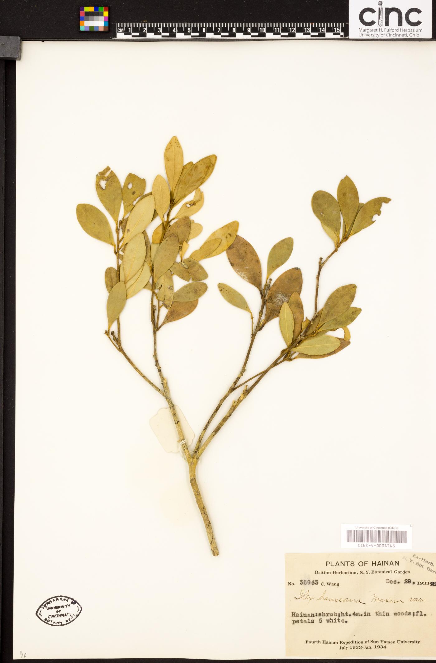 Ilex hanceana image