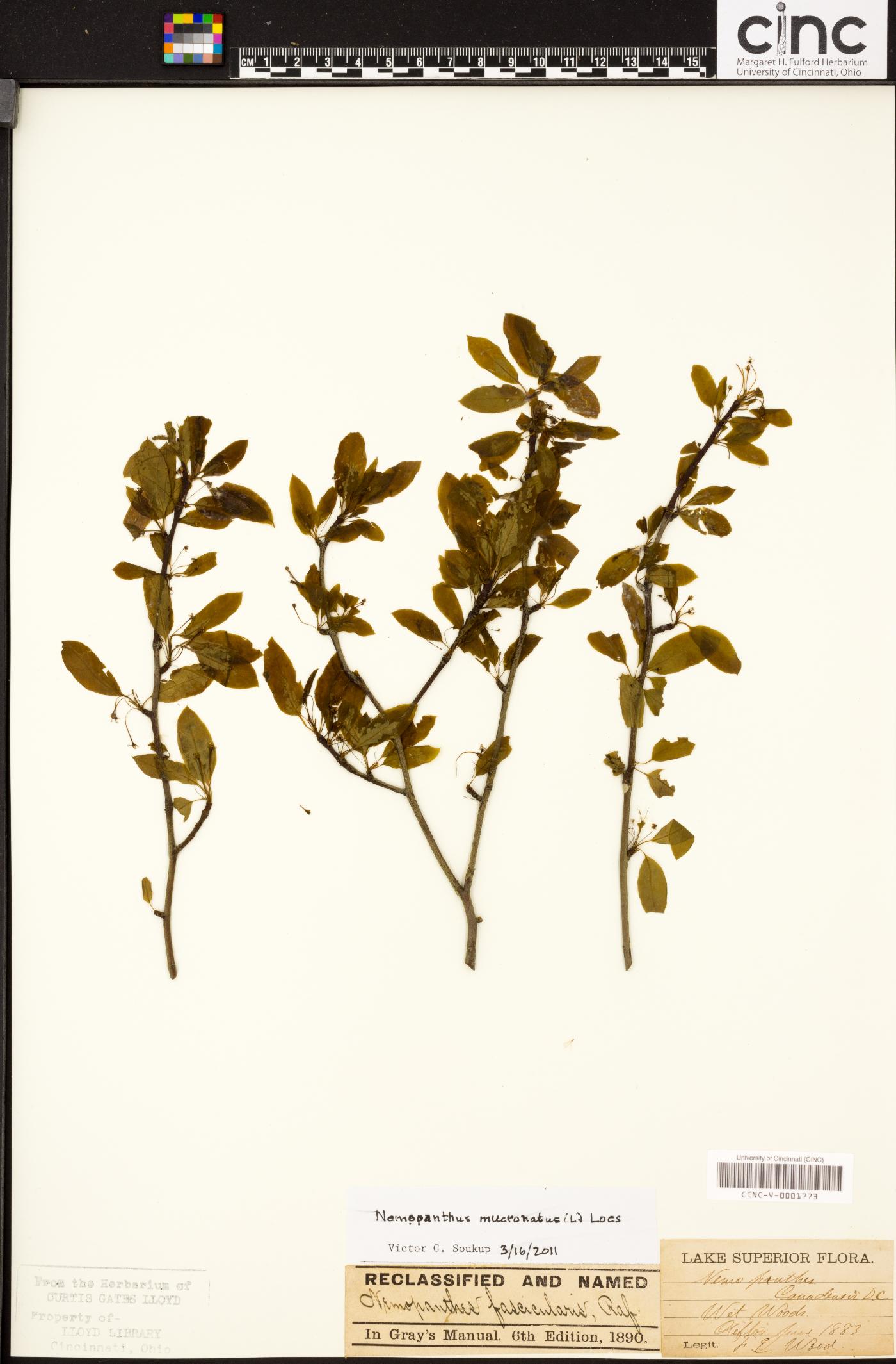 Amaranthus mucronatus image