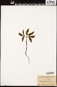 Aralia trifolia image