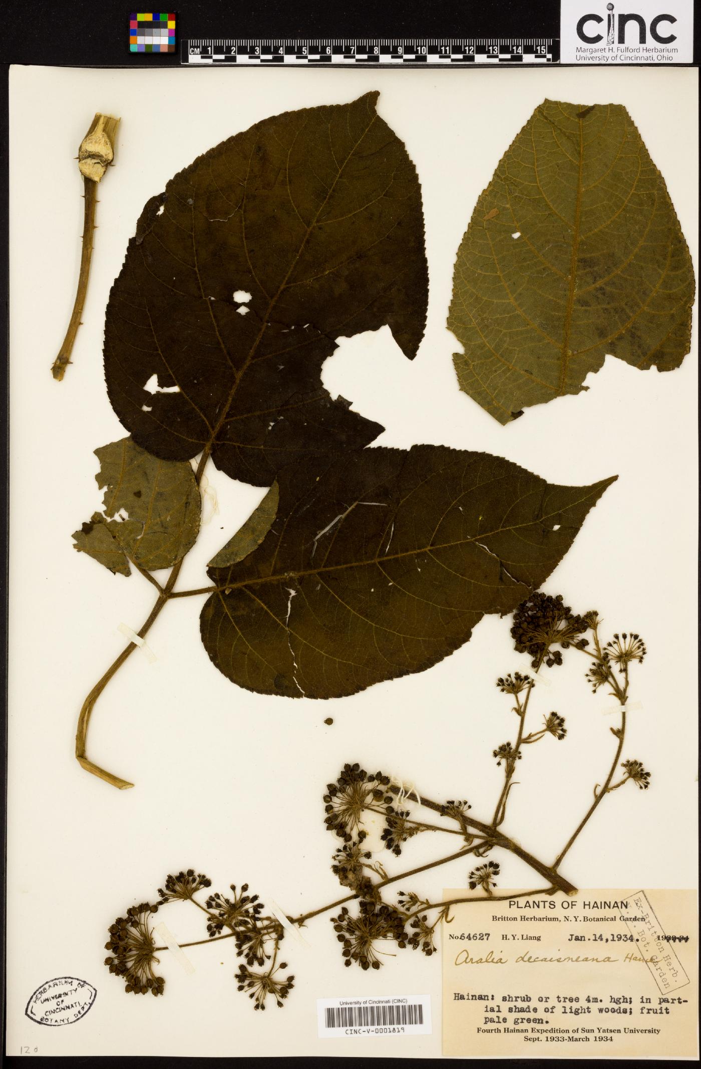 Aralia decaisneana image