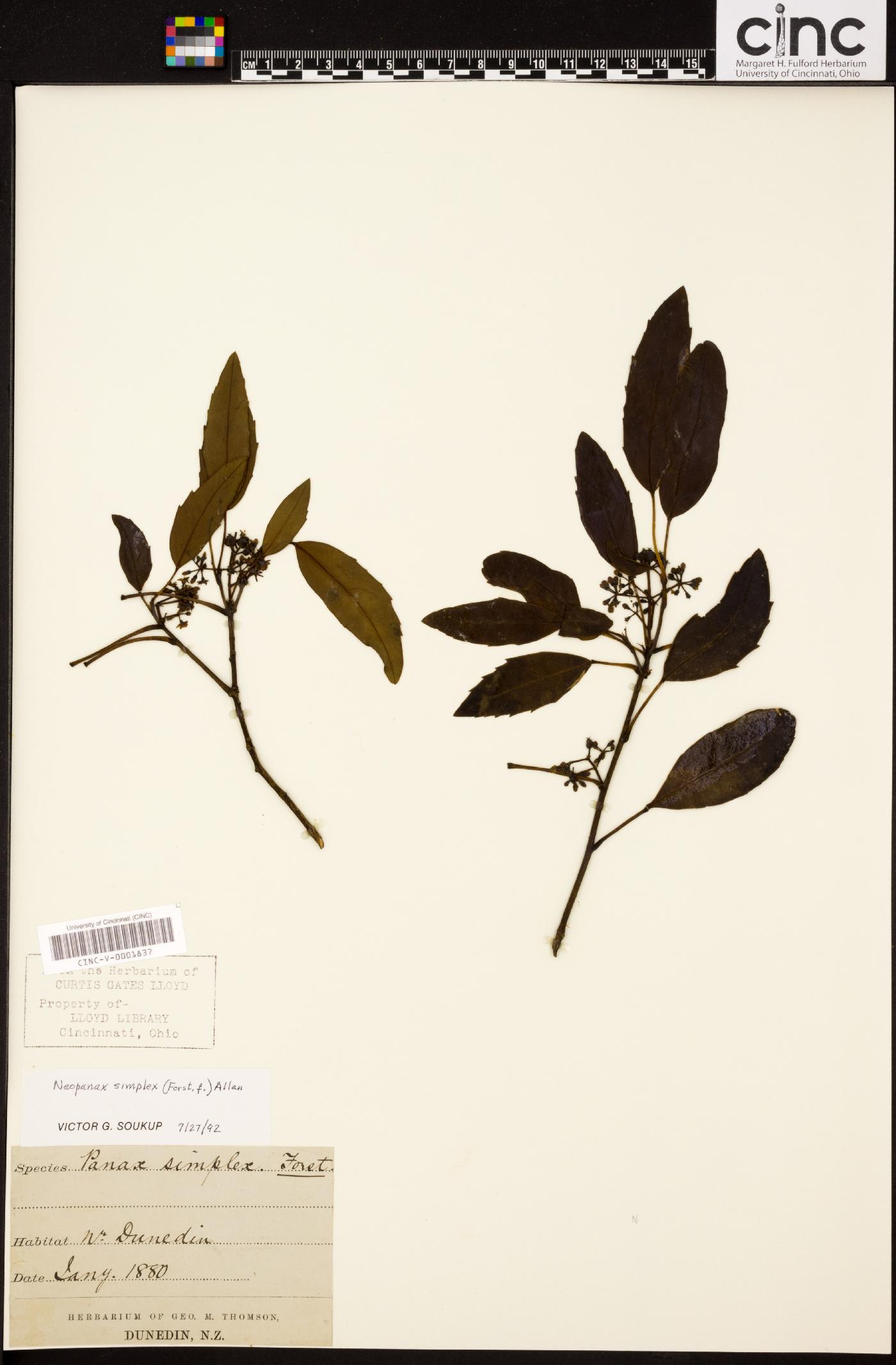 Raukaua simplex image