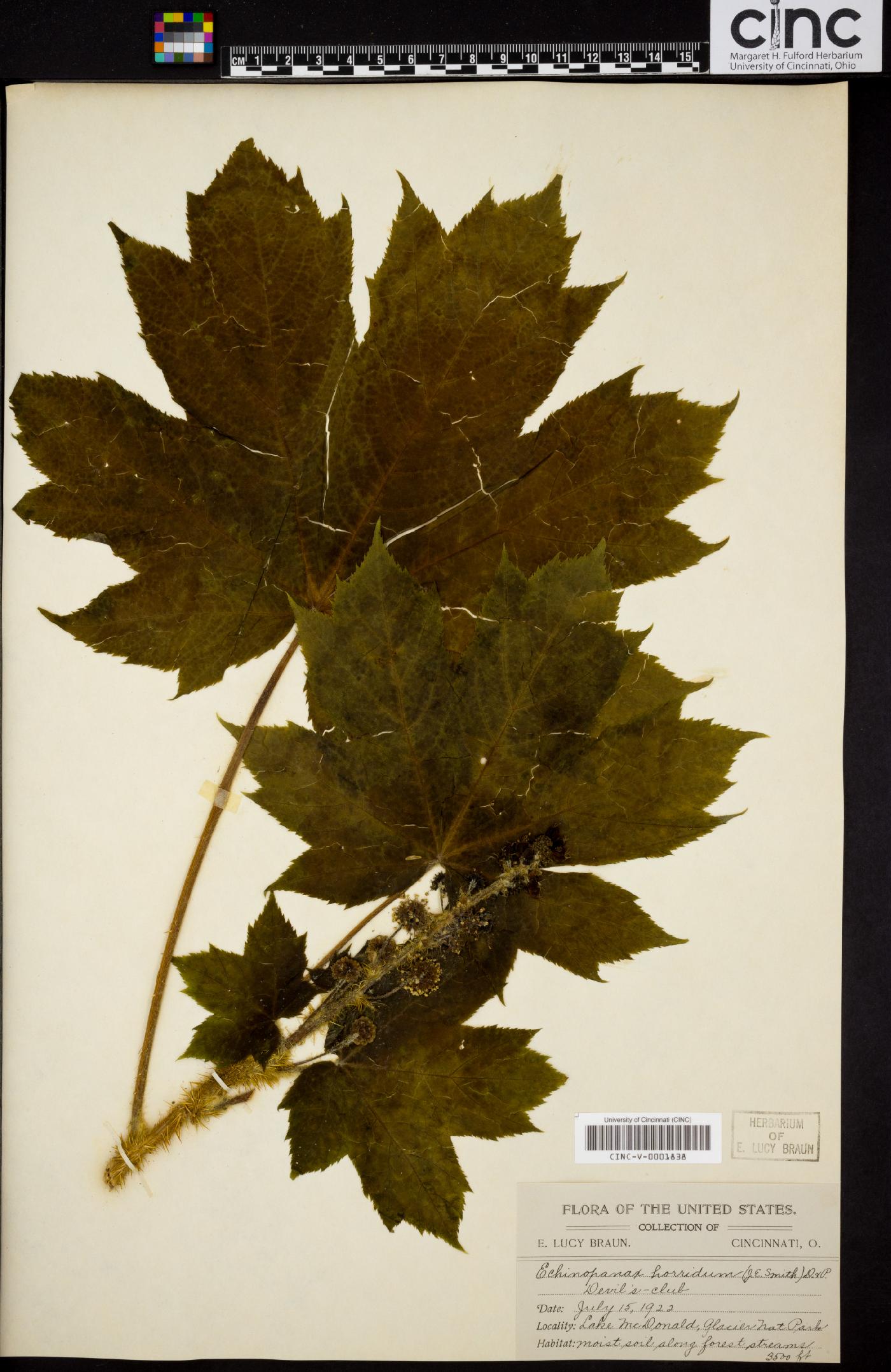 Echinopanax horridus image