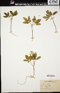 Panax trifolium image