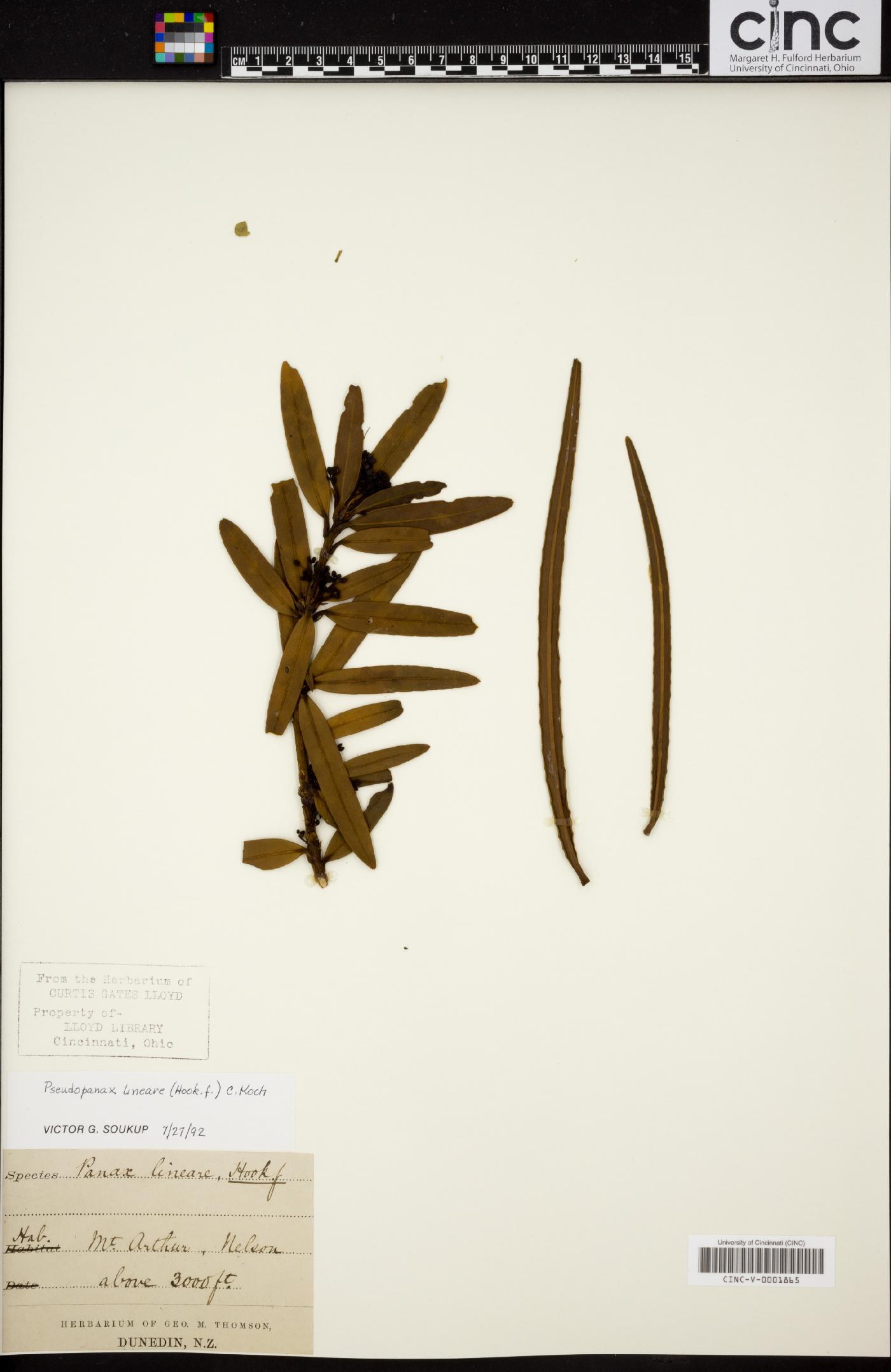 Pseudopanax linearis image