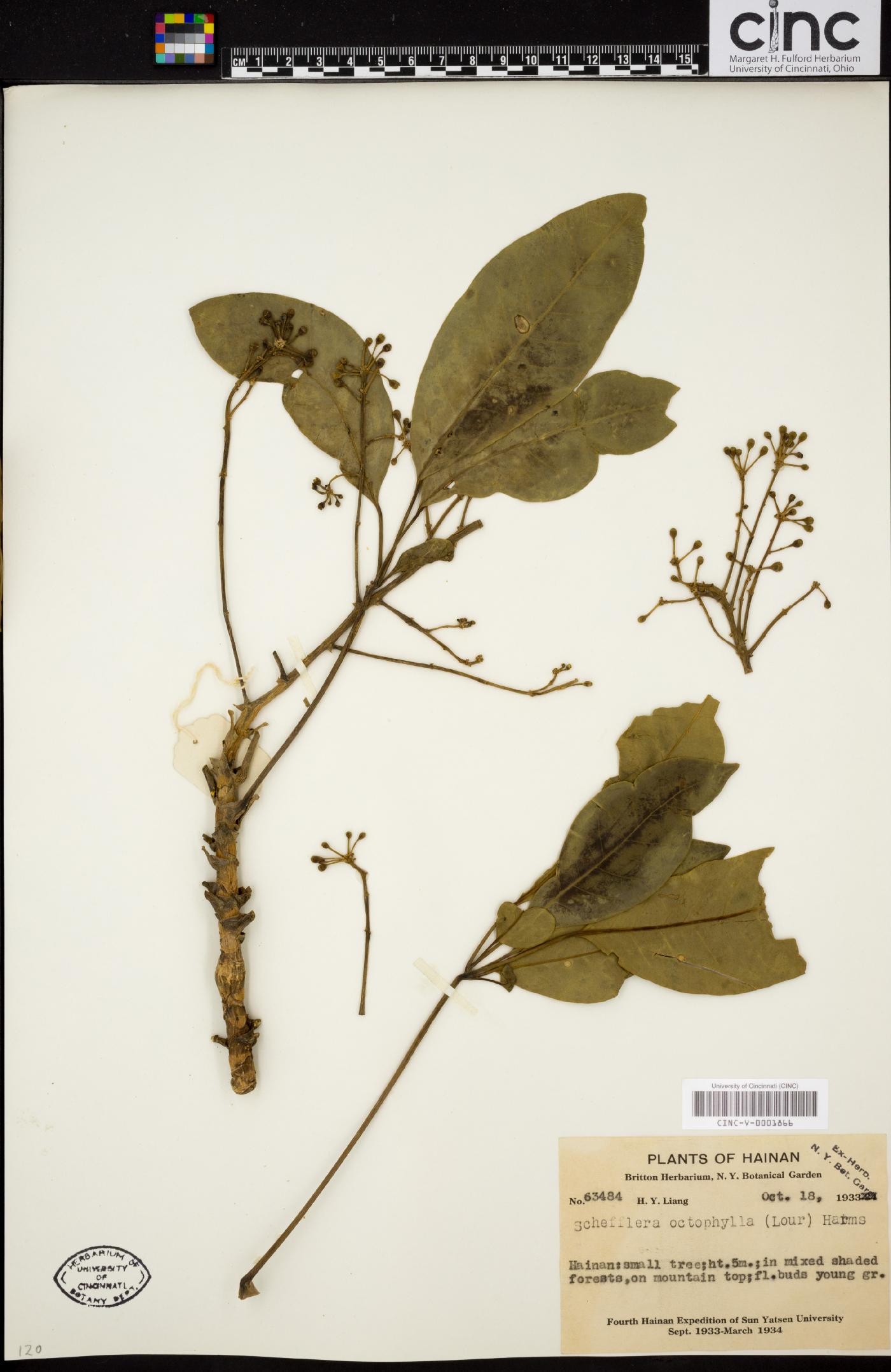 Heptapleurum heptaphyllum image