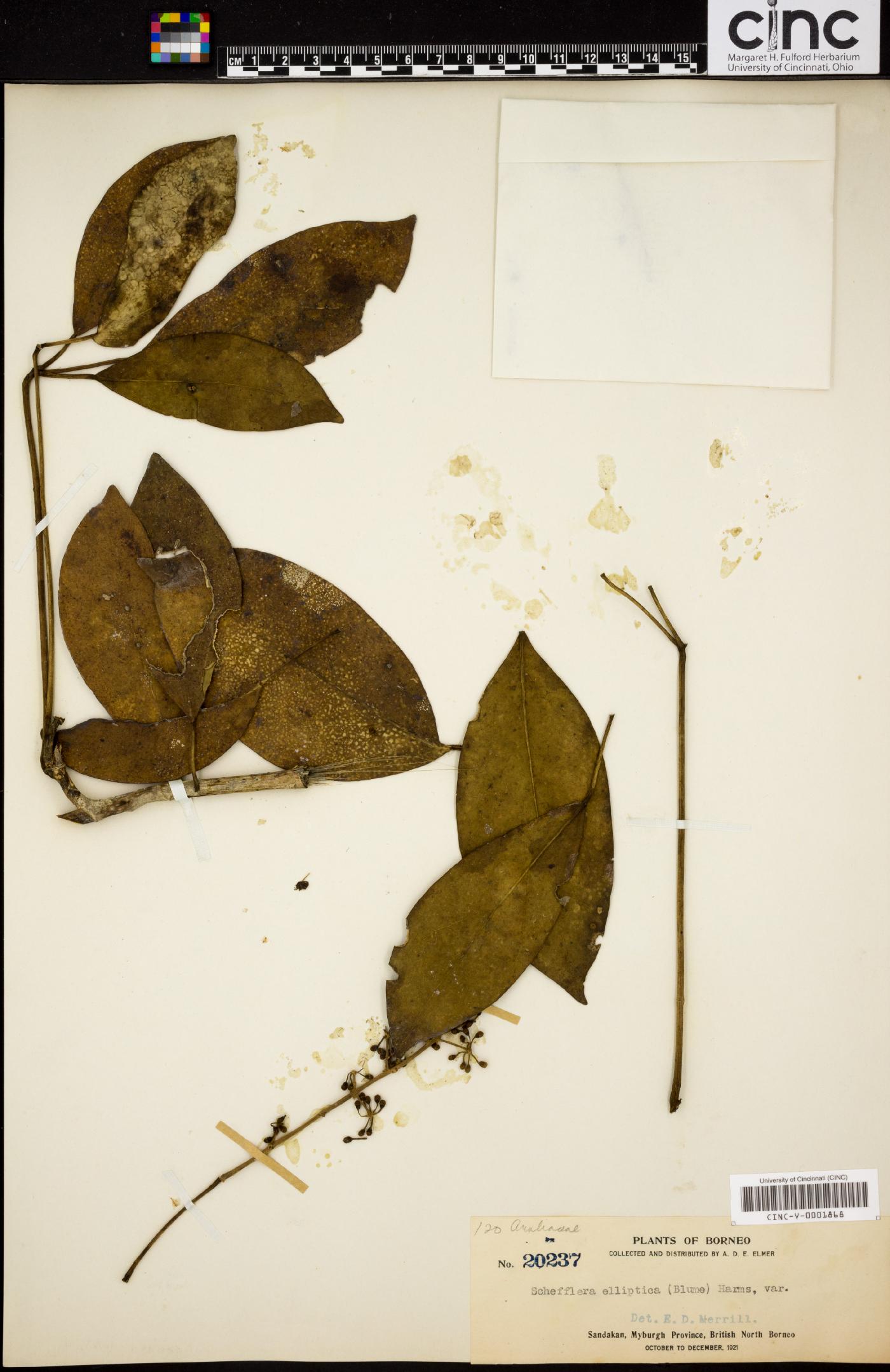 Schefflera elliptica image