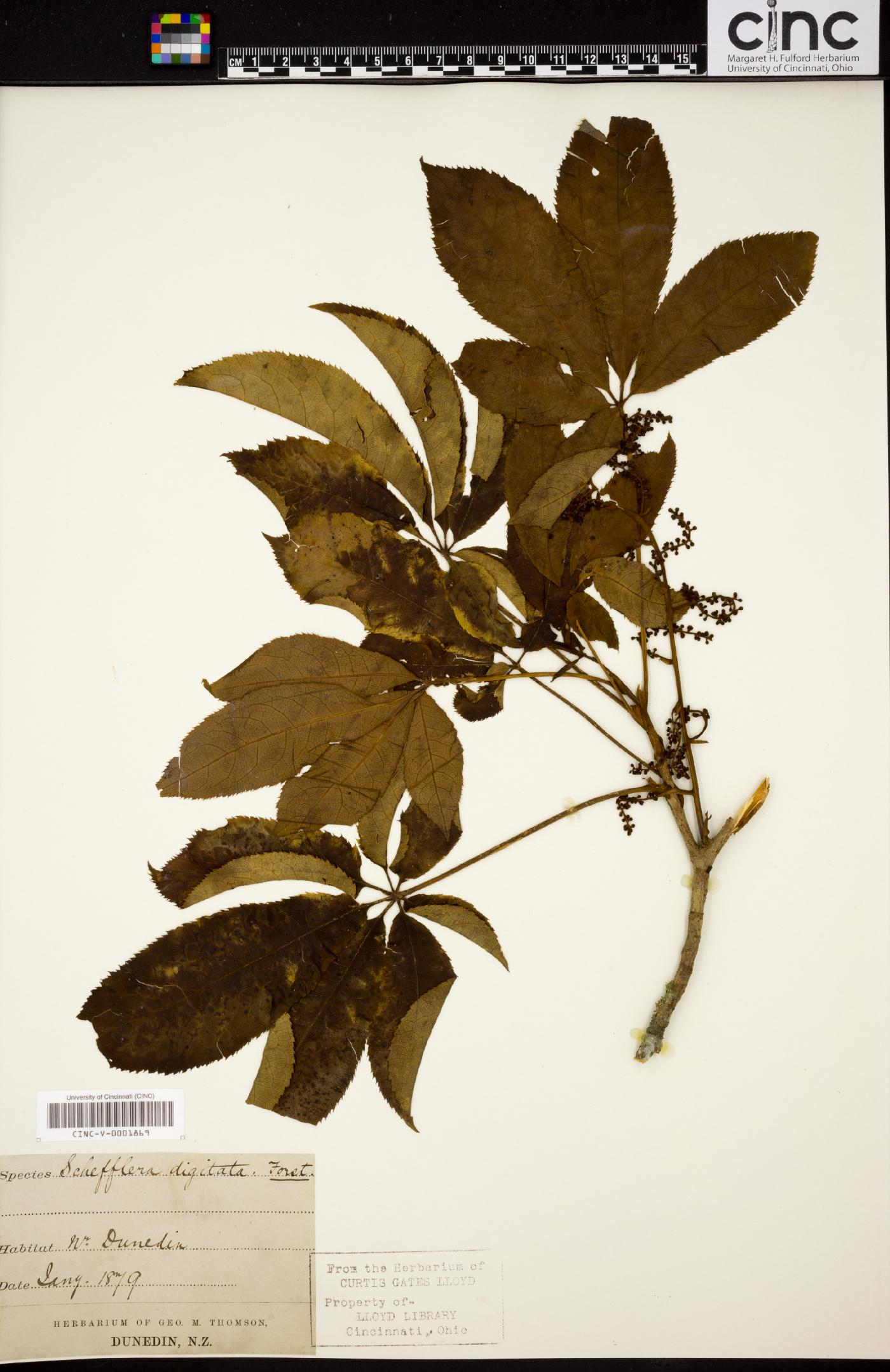 Schefflera digitata image