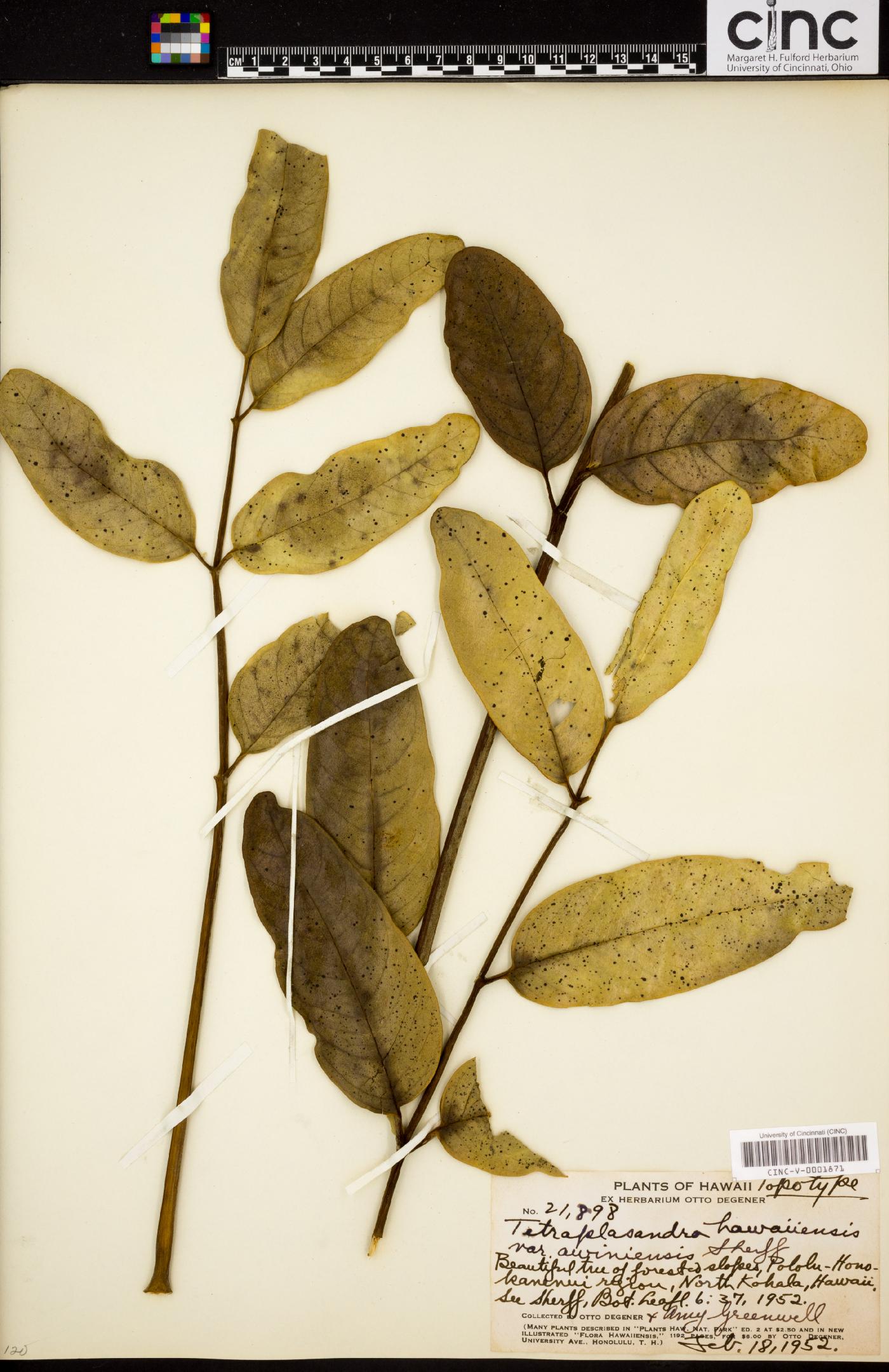 Tetraplasandra hawaiensis var. awiniensis image