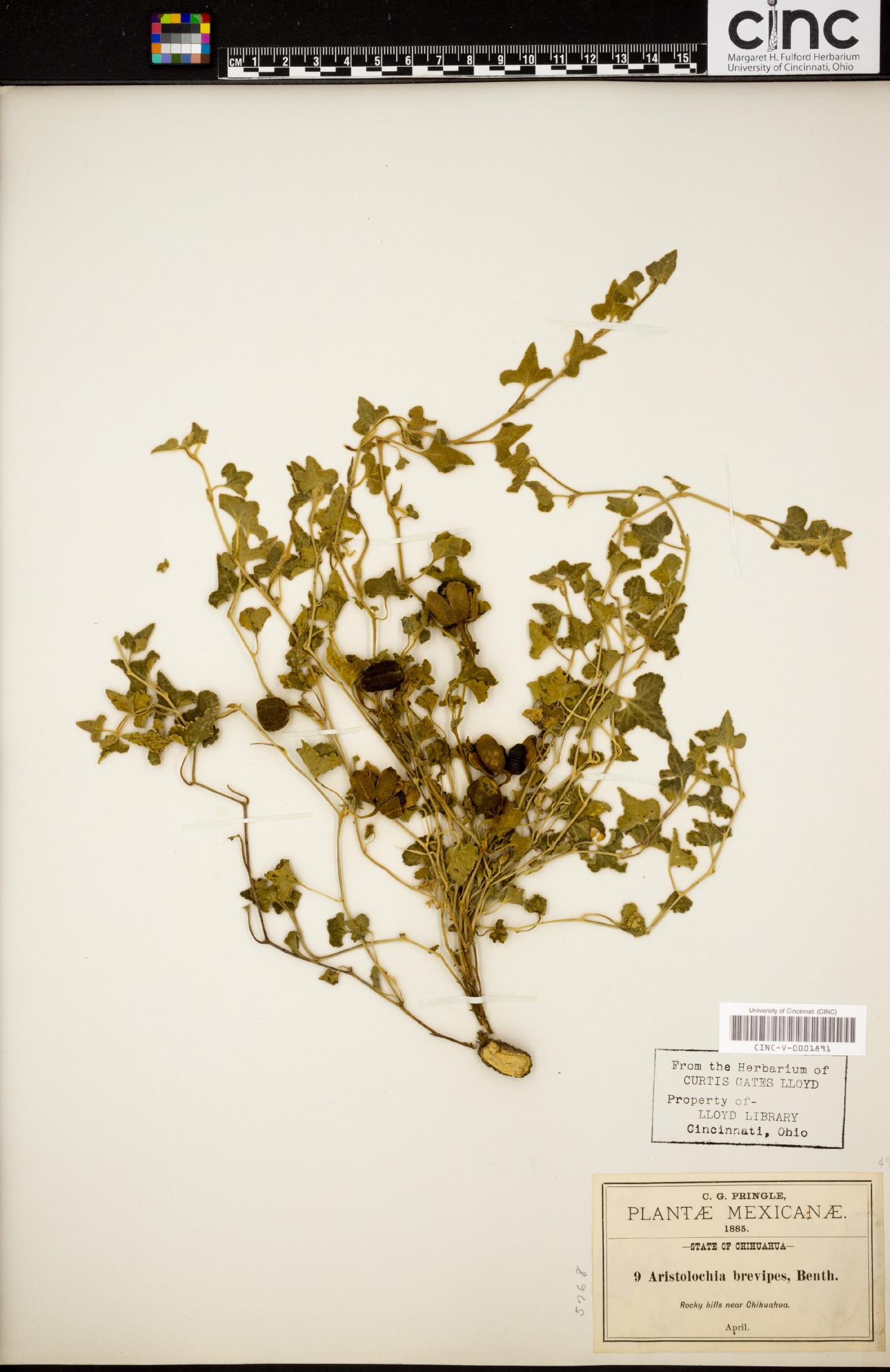 Aristolochia brevipes image