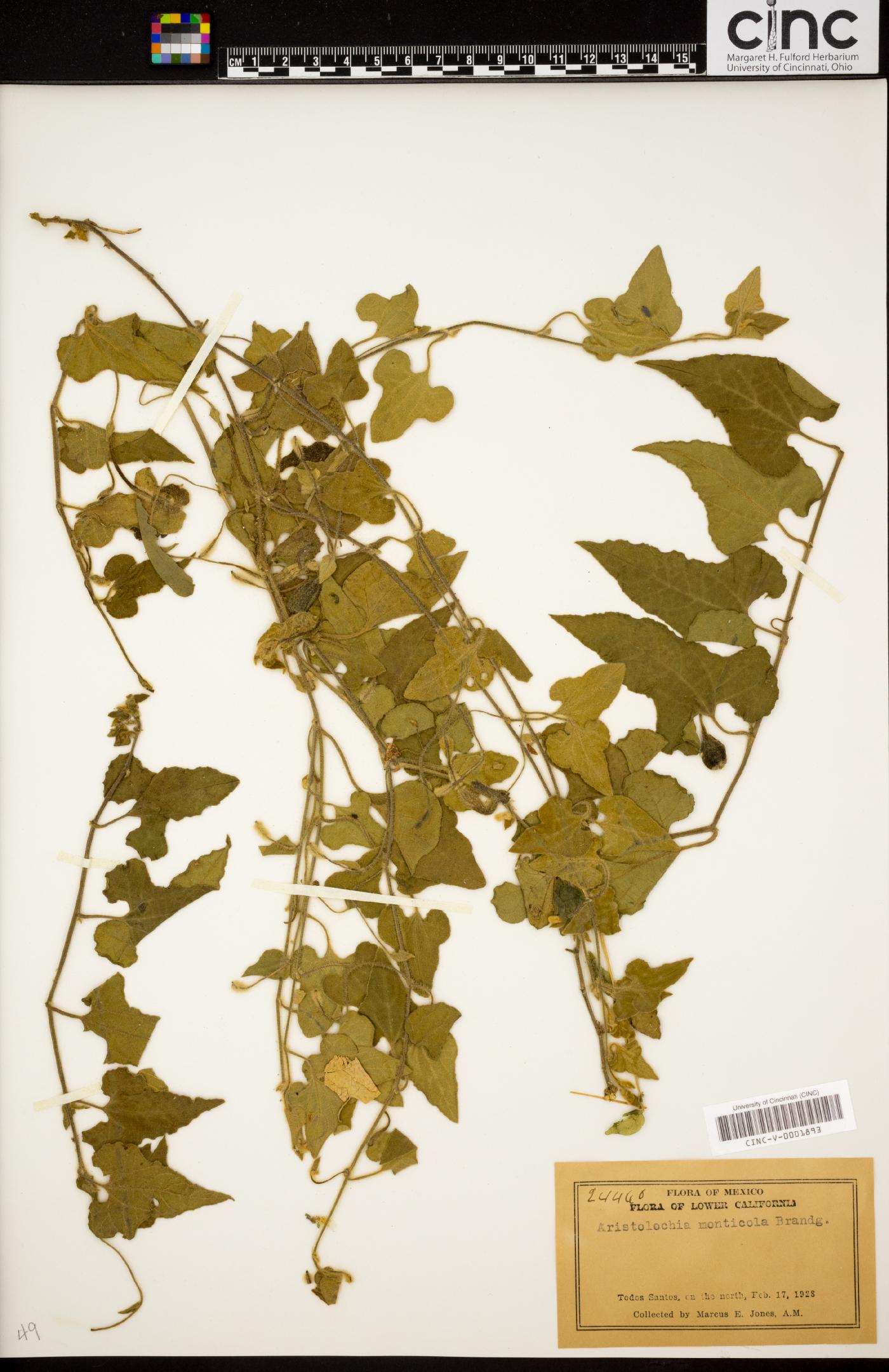 Aristolochia monticola image