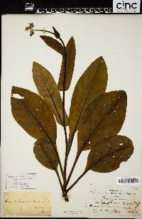 Cynoglossum montanum image