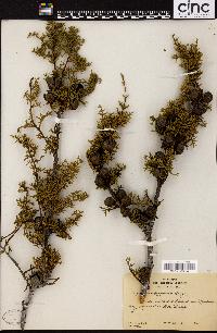 Cupressus pygmaea image