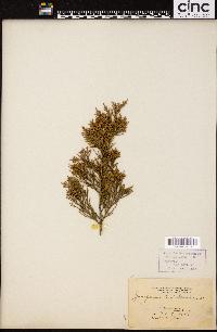 Juniperus barbadensis image