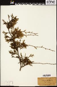 Juniperus californica image