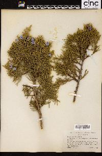 Juniperus californica image