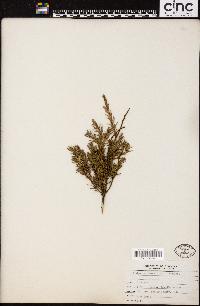 Juniperus communis var. depressa image