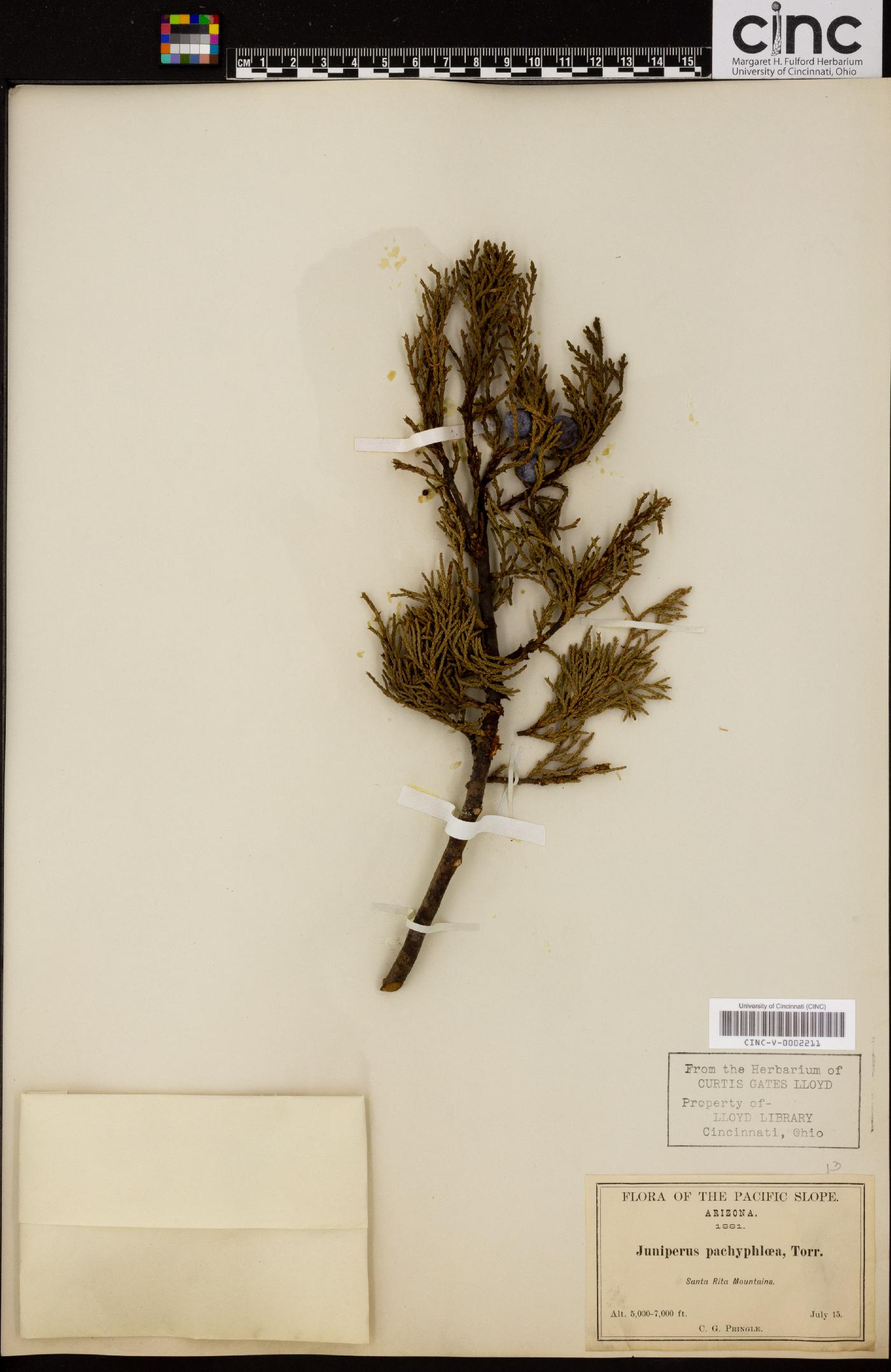 Juniperus pachyphlaea image