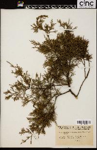 Juniperus virginiana var. crebra image