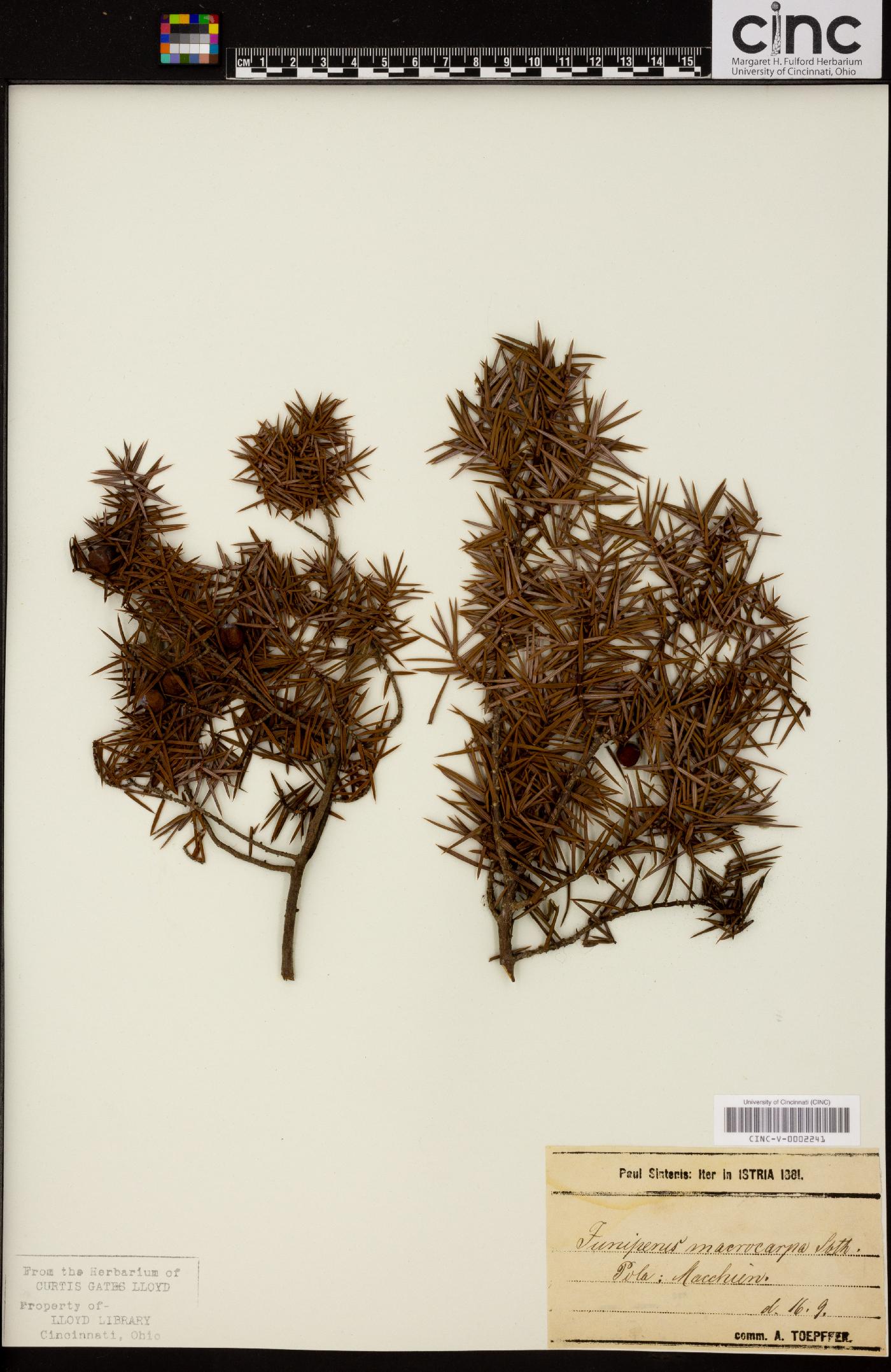 Juniperus macrocarpa image