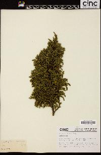 Juniperus squamata image