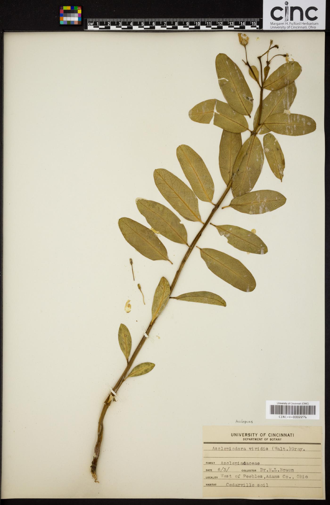 Asclepiodora viridis image