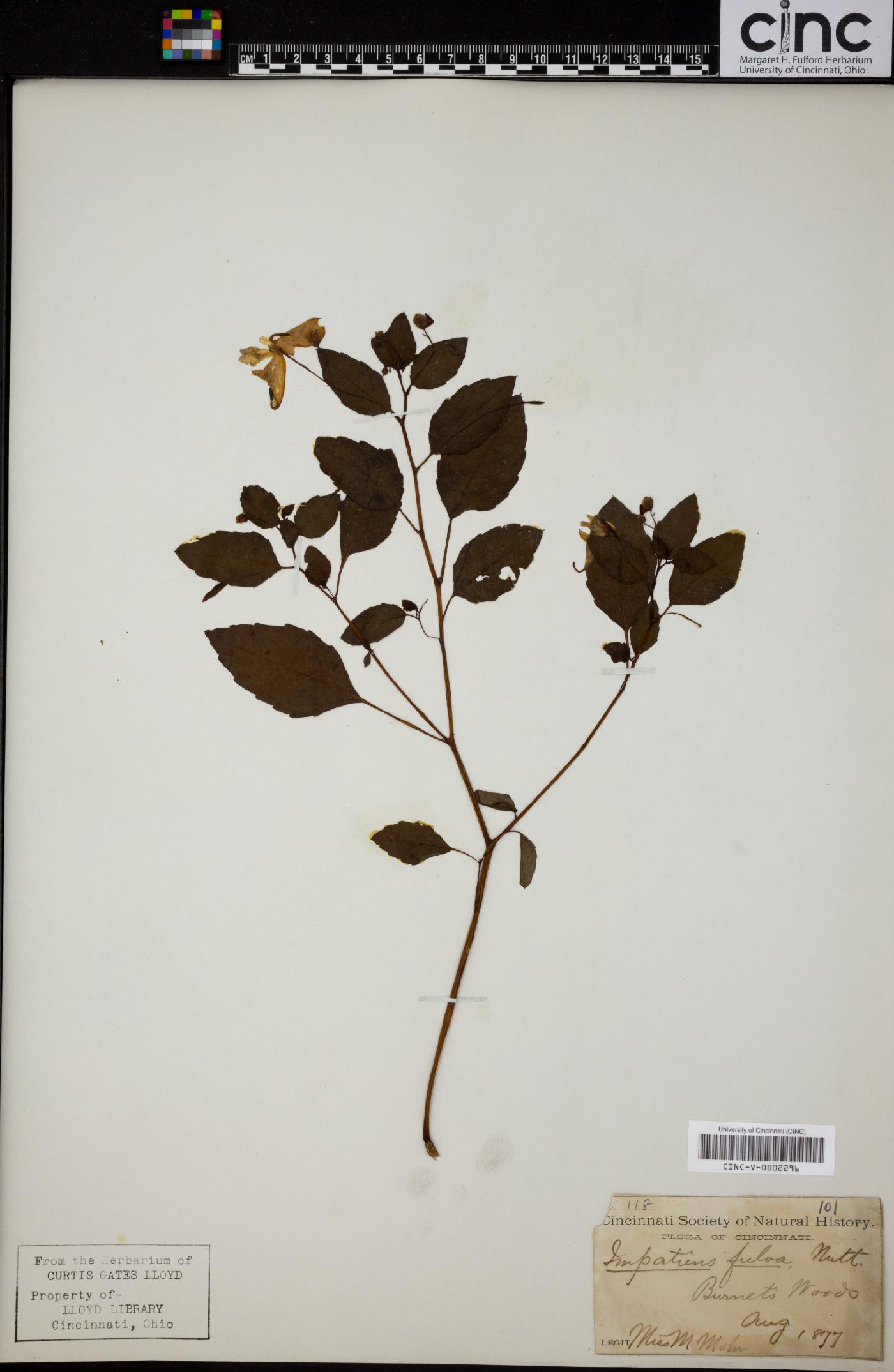 Impatiens fulva image
