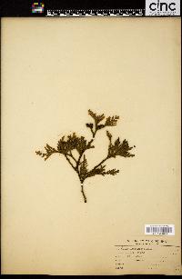 Thuja occidentalis image