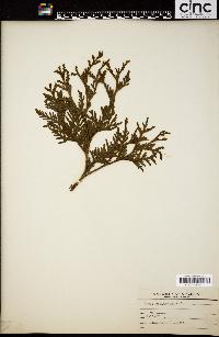 Thuja occidentalis image