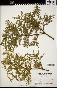 Thuja occidentalis image