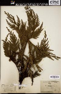 Thuja gigantea image