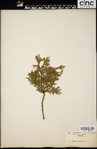 Thuja occidentalis image