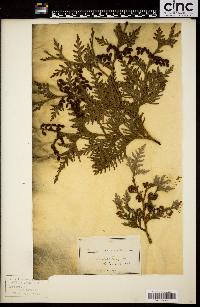 Thuja occidentalis image