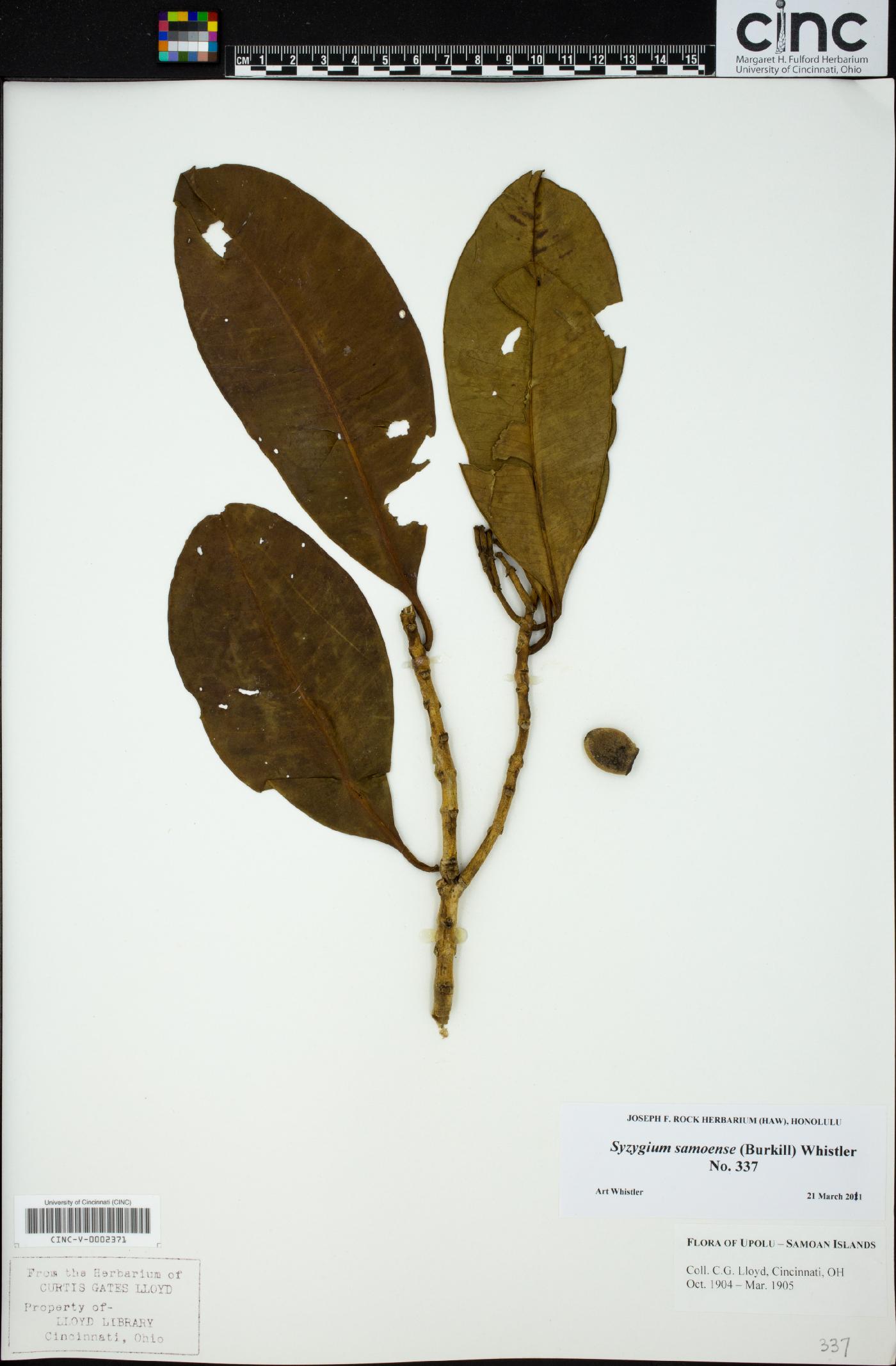 Syzygium samoense image